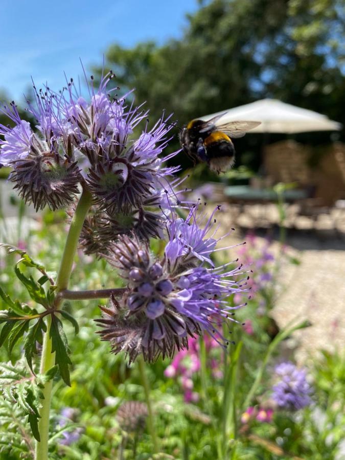 Toppesfield House B&B Bude Eksteriør billede