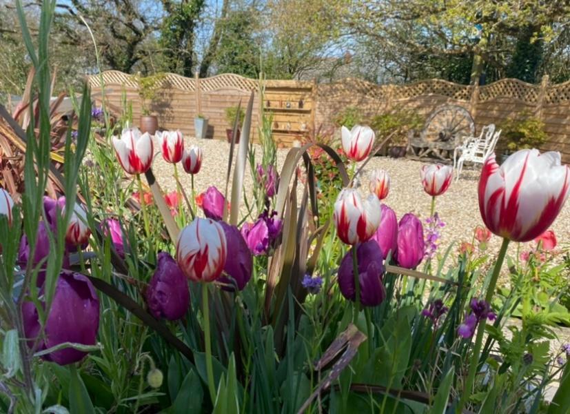 Toppesfield House B&B Bude Eksteriør billede