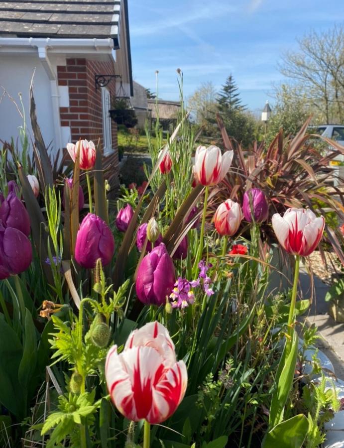Toppesfield House B&B Bude Eksteriør billede